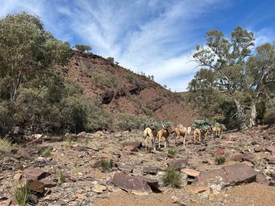 Loaded camels walking through a dry creek bed in the far north Flinders Ranges