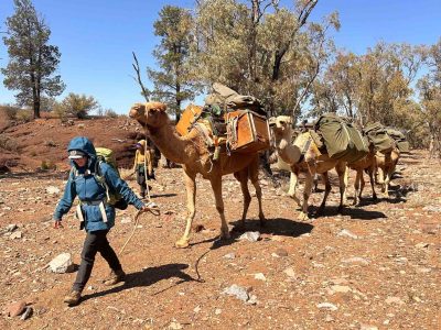 Day 4 Finders Ranges Camel Trek with loaded camels walking