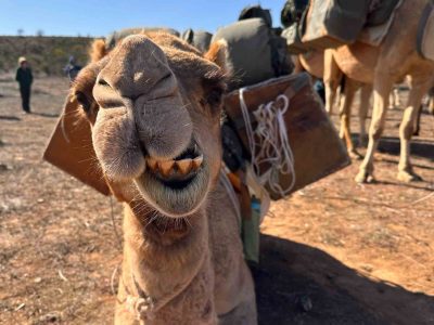 Close up of camel smiling at camera - each one has their own personality!