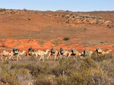 Loaded camels walk across the ancient lands in South Australia's far north Flinders Ranges