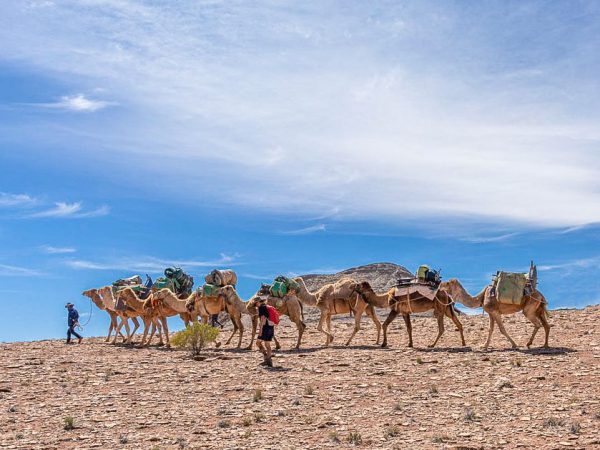 A camel train in outback South Australia. There are 7 camels walking one behind the other, each loaded with gear. A head cameleer is at the front of the train and another person wearing a red daypack, walks to the side.