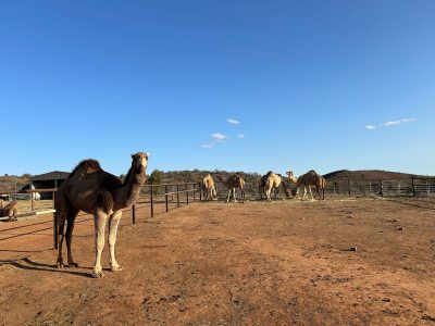 Camels in camel yard - Flinders Ranges, South Australia