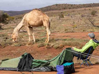 A man is relaxing in a Helinox camping chair with his swag set up next to him in the foreground. He is in outback Australia and is watching a camel graze nearby.