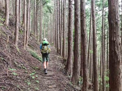 A male hiker wearing a green backpack walks with his back to the camera. He is on a rough steeply sloping track in a dense forest of tall trees.