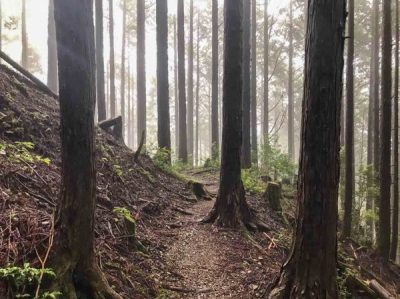 A rough winding track meanders through a thick forest of tall trees. The track has been cut into the side of a steep slope and the trees have gnarly roots cutting into the narrow track. A thick fog hangs through the trees.