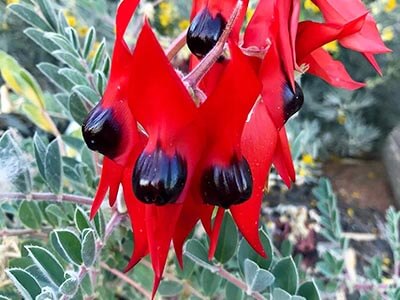 Far-North-Flinders-Ranges-walking-weekender-for-women-sturts-pea-flower