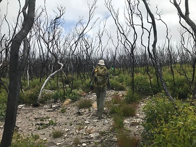 Kangaroo-Island-Wilderness-Trail-Fire-Recovery-Experience-guided-walking-tour-hiking-burnt-mallee