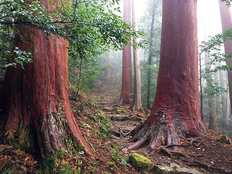 Kumano-Kodo-'Nakahechi'-challenge-wellness-walk-Japan-sugi-trees