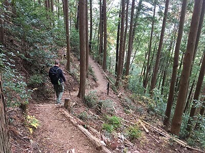 Kumano-Kodo-wellness-walks-walking-tours-trail-sugi-trees