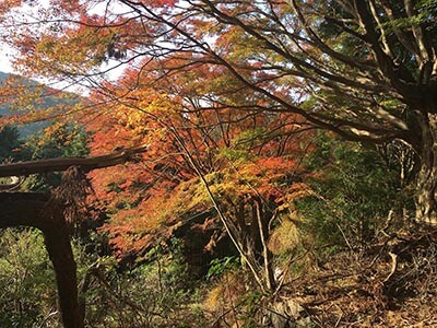 Kumano-Kodo-wellness-walks-walking-tours-autumn-leaves