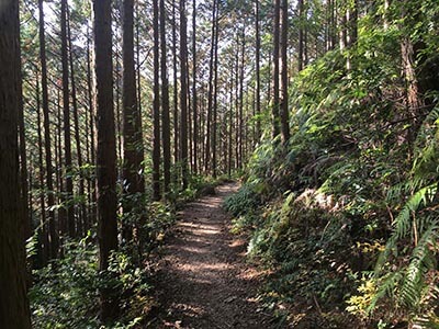 Kumano-Kodo-wellness-walks-walking-tours-sugi-forest