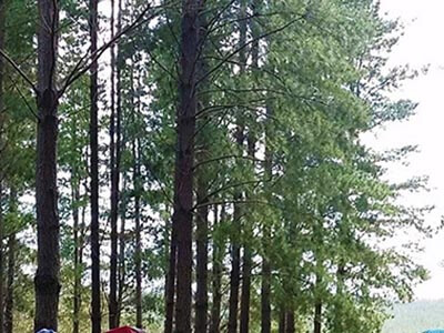 Mount-Crawford-Micro-Adventure-wellness-walks-pine-trees