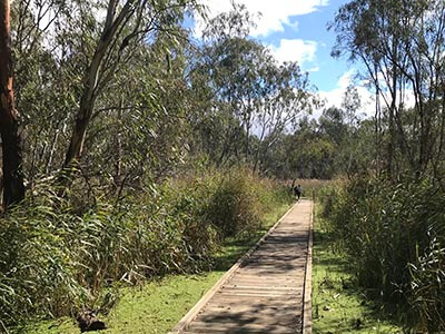 Murray-River-walking-tour-for-women-wellness-walks-boardwalk-wetland