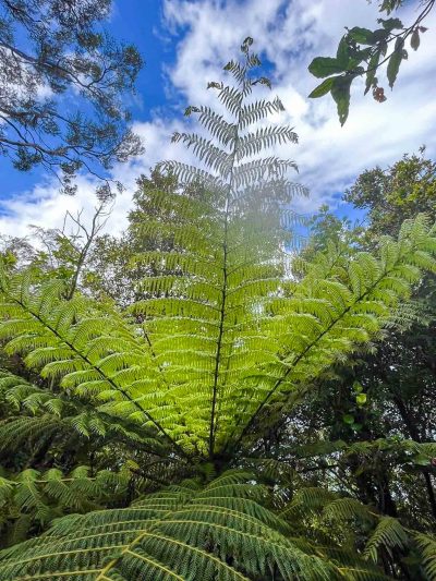 A large fern grows up through thick foliage towards blue sky with light wispy clouds.