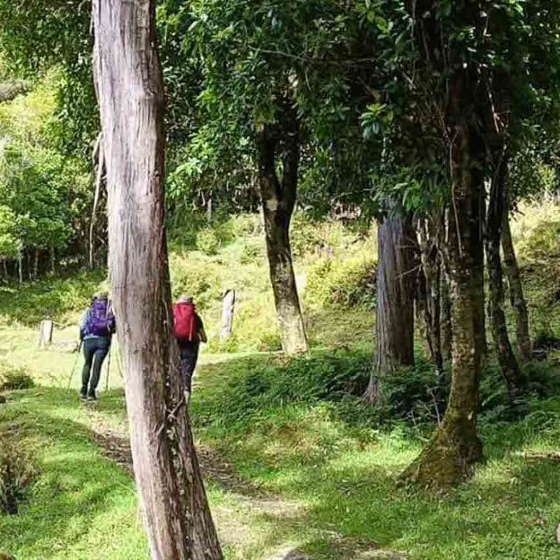 A group of 4 hikers each wearing a backpack and carrying walking poles, make three way along a forested section of the Queen Charlotte Track in New Zealand.