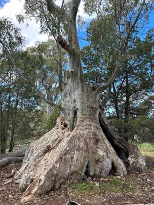 Nature Connection in the Flinders Ranges