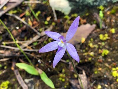 Wild-South-Coast-Way-Adventure-wellness-walks-purple-cockatoo-orchid