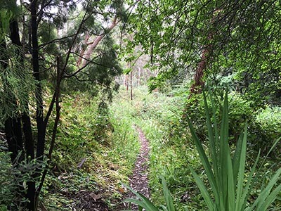 Womens-Yurrebilla-Trail-Micro-Adventure-wellness-walks-bush trail