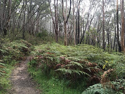 Yurrebilla-Trail-South-Australian-walking-tours-wellness-walks-bracken