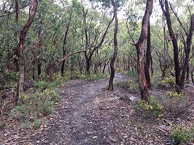 Yurrebilla-Trail-South-Australian-walking-tours-wellness-walks-Eucalypt-track