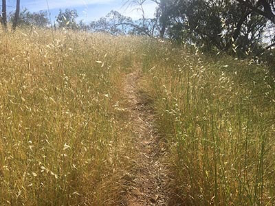 Adelaide-South-Australian-walking-tours-wellness-walks-grassland