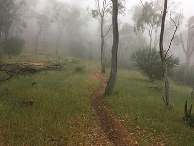Yurrebilla-Trail-South-Australian-walking-tours-wellness-walks-bush-trail