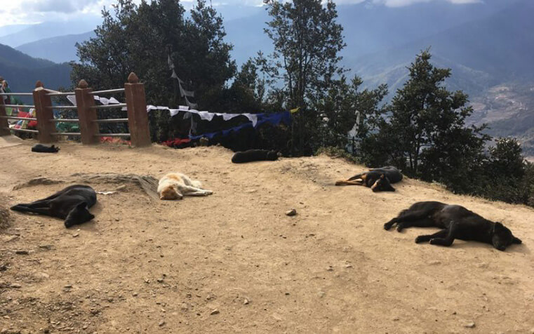 dogs-of-the-himalayas-walking-tours-wellness-walks-resting