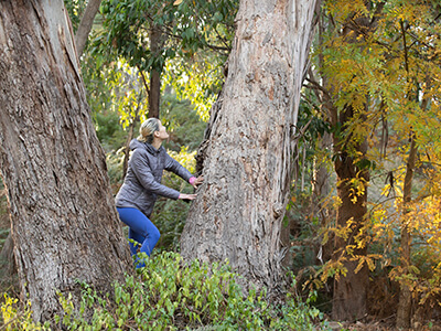 forest-bathing-nature-therapy-adelaide-eucalyptus