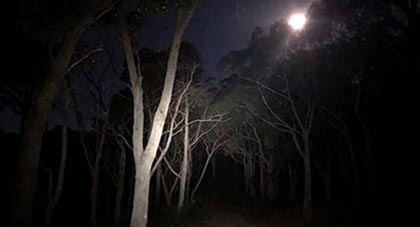 full-moon-hikes-Adelaide-wellness-walks-gum-trees