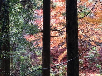 kumano-kodo-kohechi-adventure-autumn forest