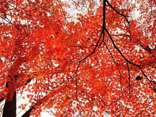 Kumano-Kodo-'kohechi'-challenge-wellness-walk-Japan-autumn