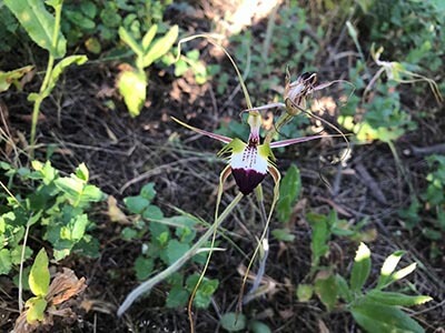 Fleurieu-Peninsula-South-Australian-walking-tours-Heysen-Trail-orchid