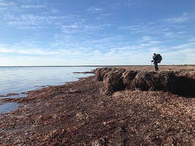 walk-the-yorke-Point-Turton-to-Moonta-Bay-seaweed-mounds