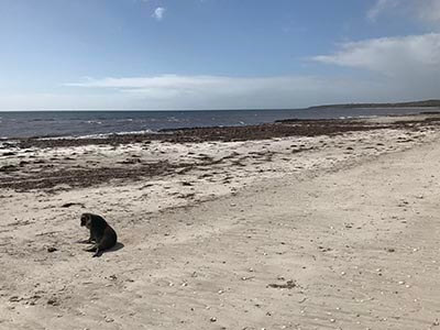 walk-the-yorke-Stenhouse-Bay-to-Point-Turton-beach-seal