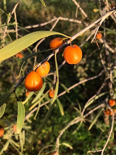 walk-the-yorke-days-1-to-7-native-apricot