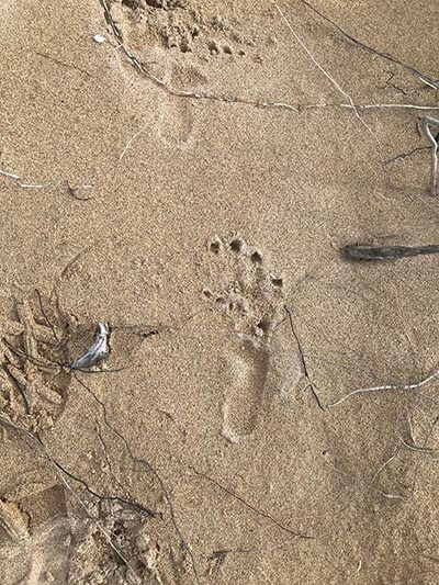walk-the-yorke-days-8-to-14-animal-footprint
