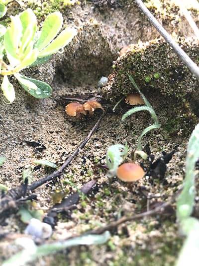 walk-the-yorke-days-8-to-14-tiny-fungi